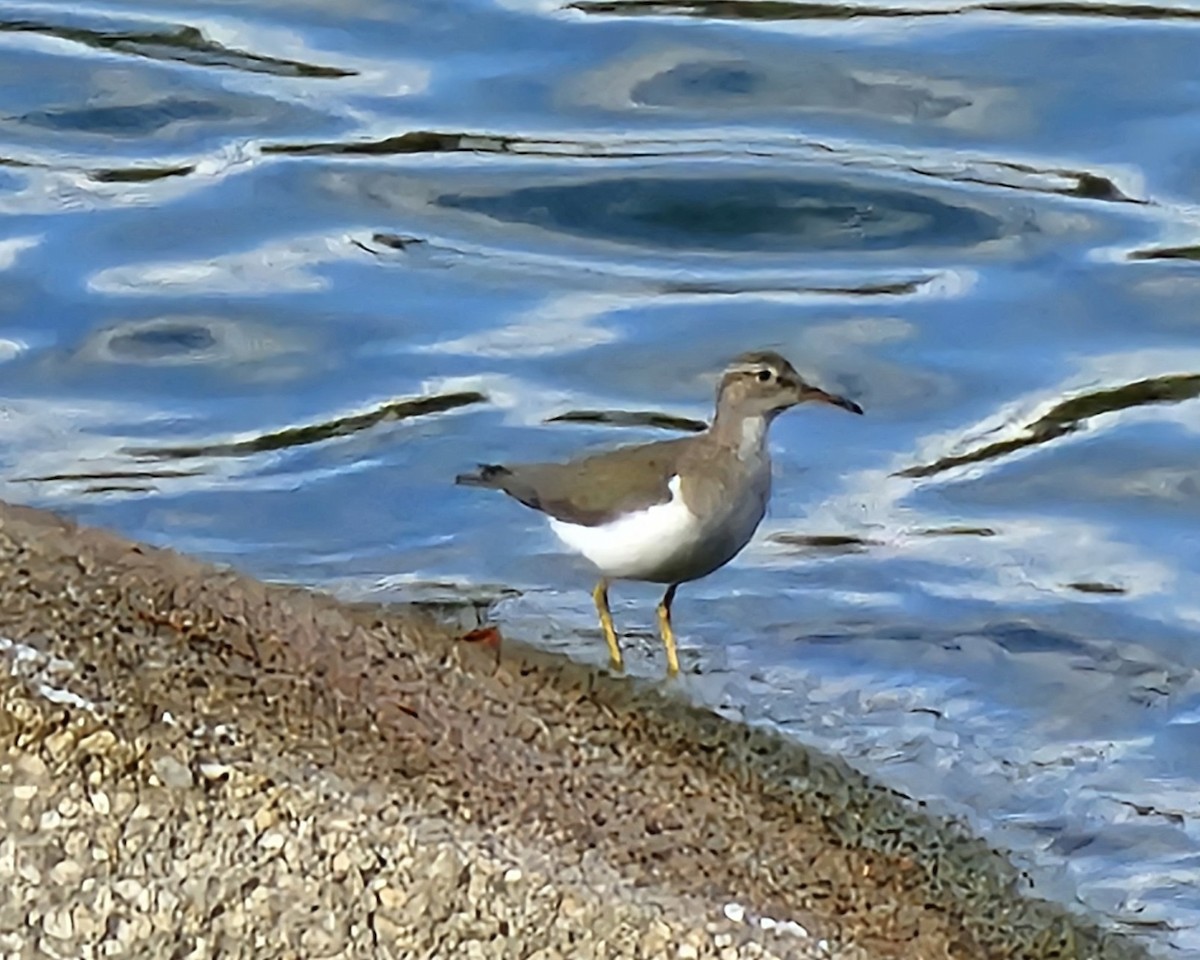 Benekli Düdükçün - ML647448560