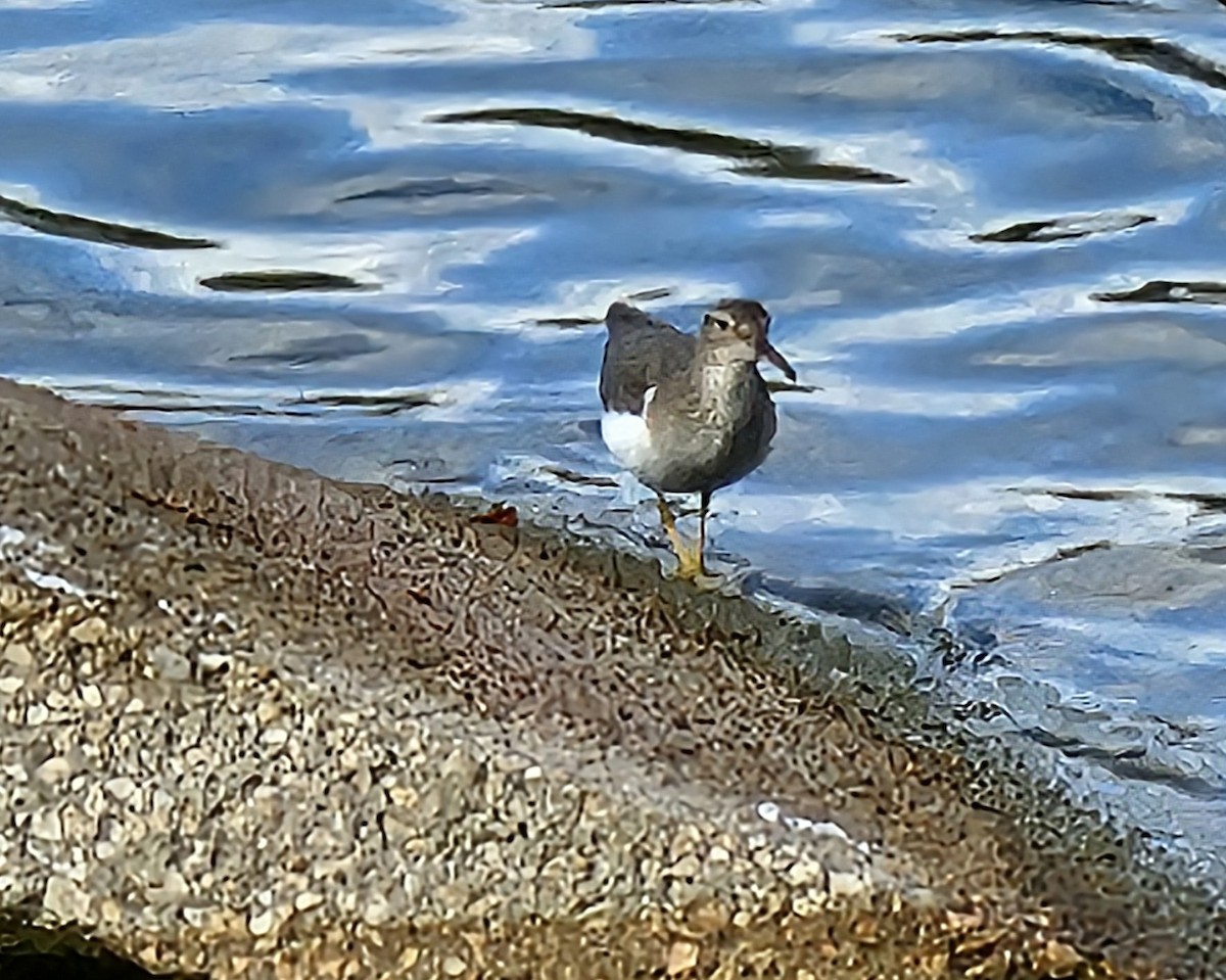 Benekli Düdükçün - ML647448561