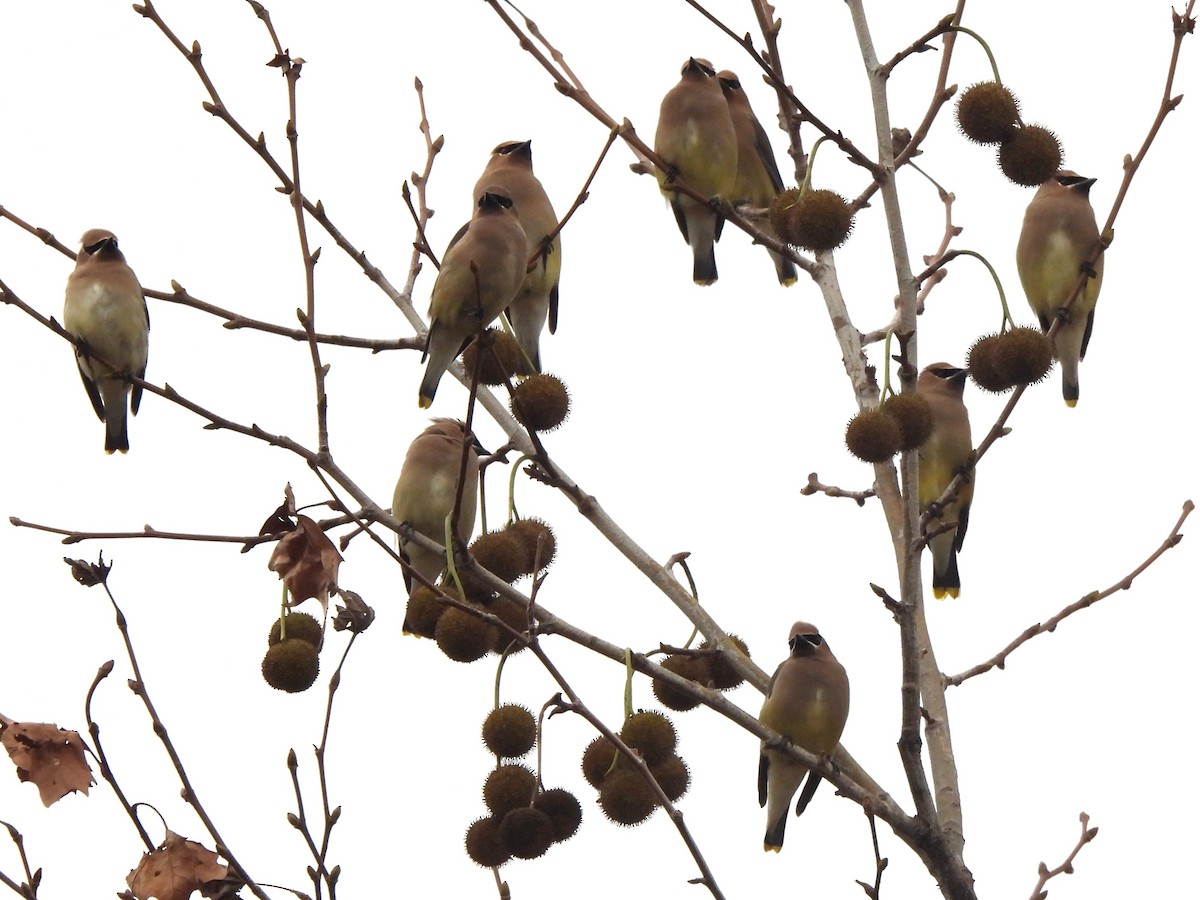 ציצנית אמריקנית - ML647448562