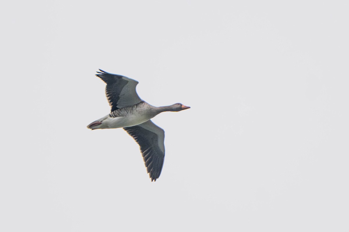 Boz Kaz - ML647448568