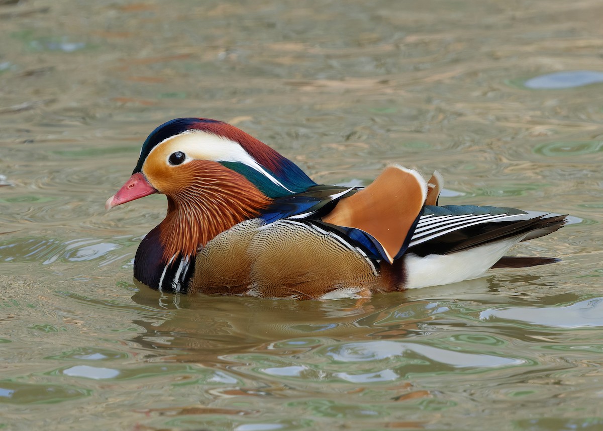 Mandarinente - ML647448572