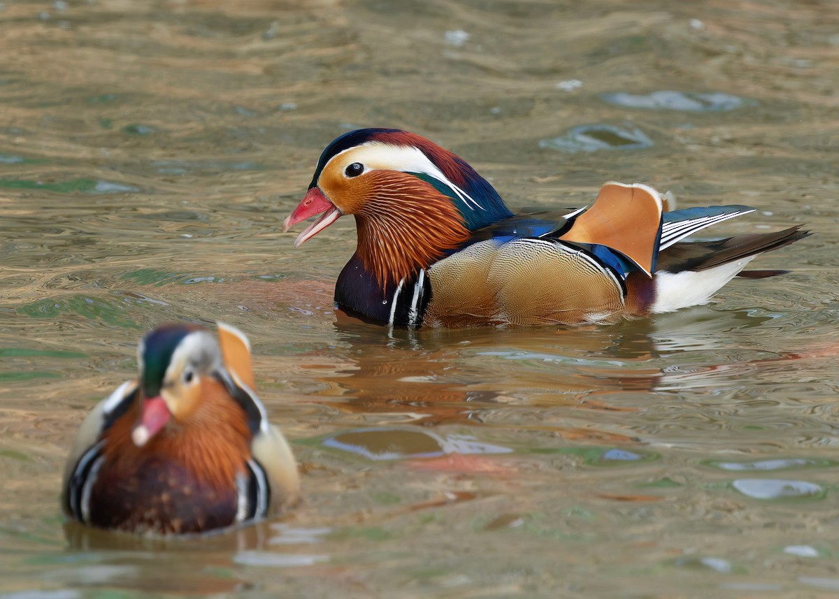 Mandarinente - ML647448573