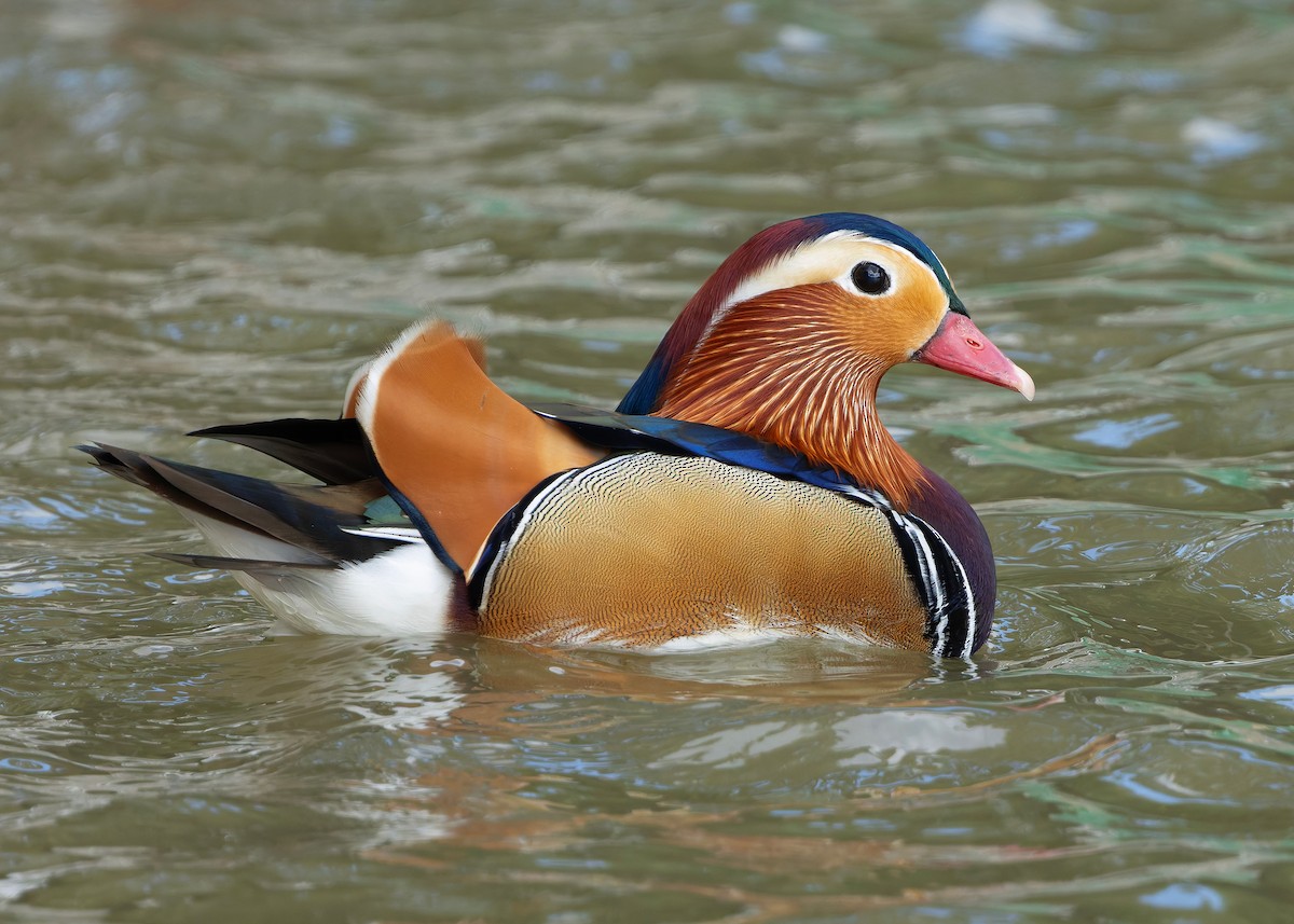 Mandarinente - ML647448574