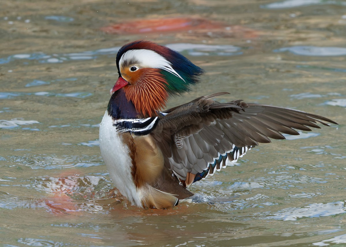 Mandarinente - ML647448575