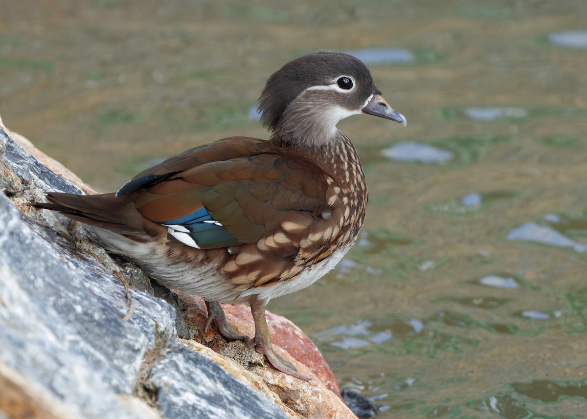 Mandarinente - ML647448576