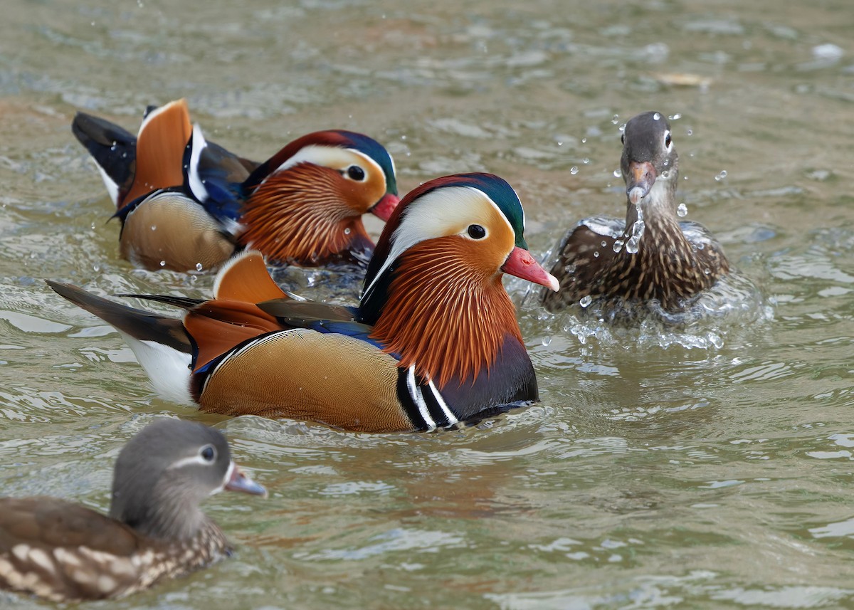 Mandarinente - ML647448577