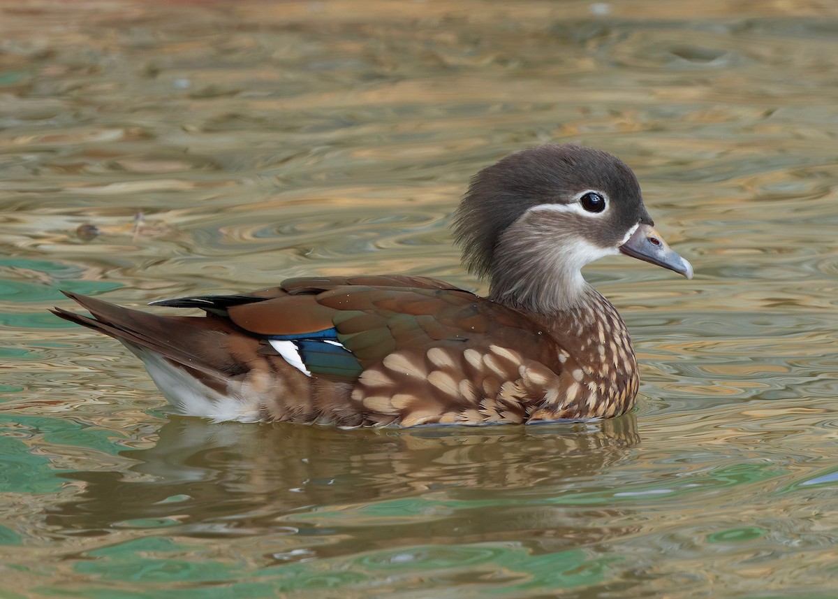 Mandarinente - ML647448578