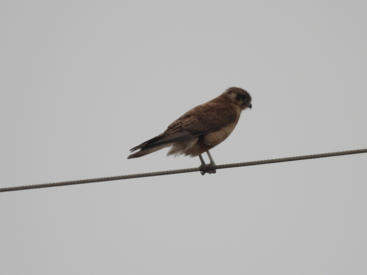 Brown Falcon - ML647448617