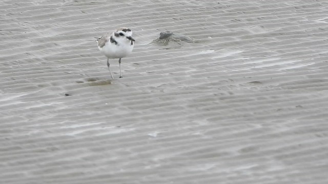 Snowy Plover (Northern) - ML647448642