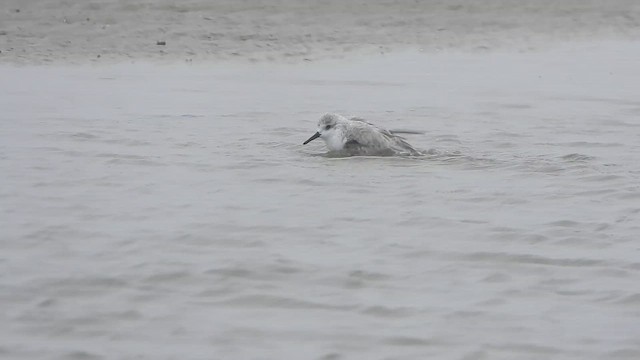 Sanderling - ML647448655