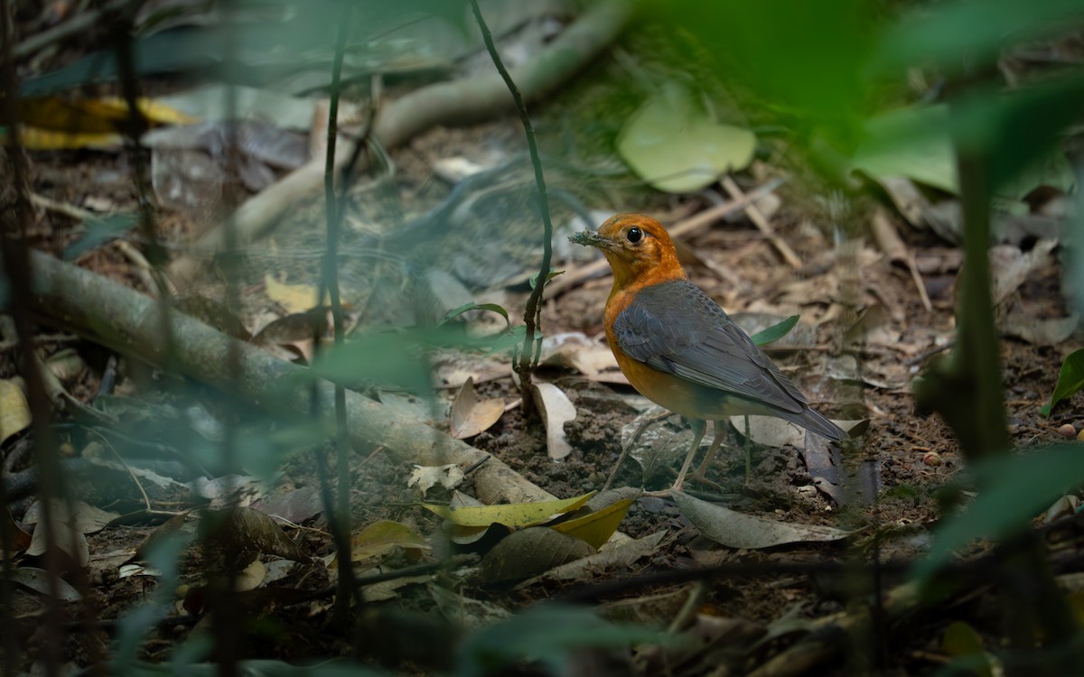 Orange-headed Thrush - ML647448662