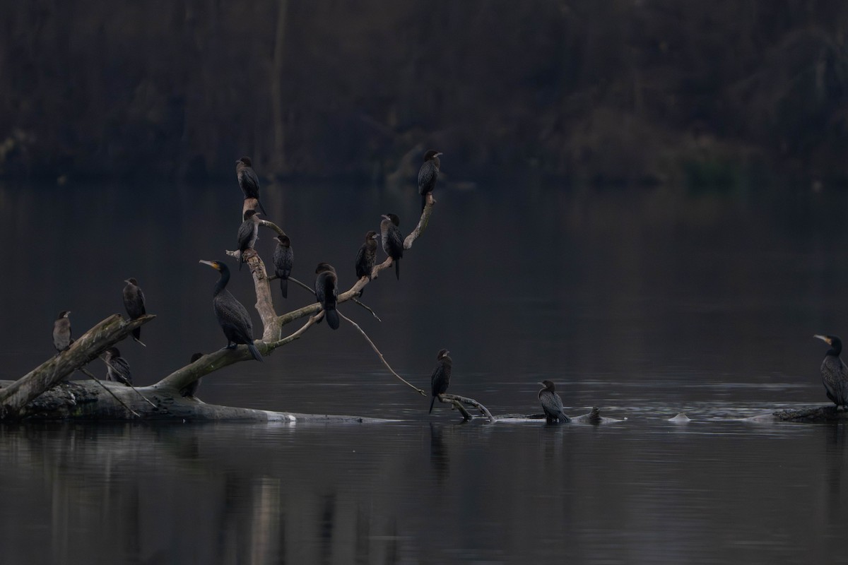 Ubarroi txikia - ML647448676