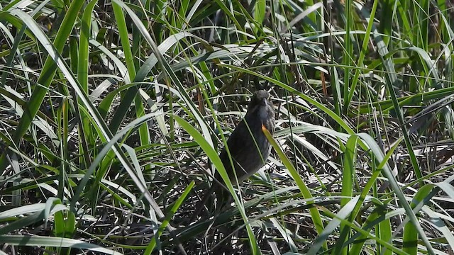 Seaside Sparrow (Gulf of Mexico) - ML647448696