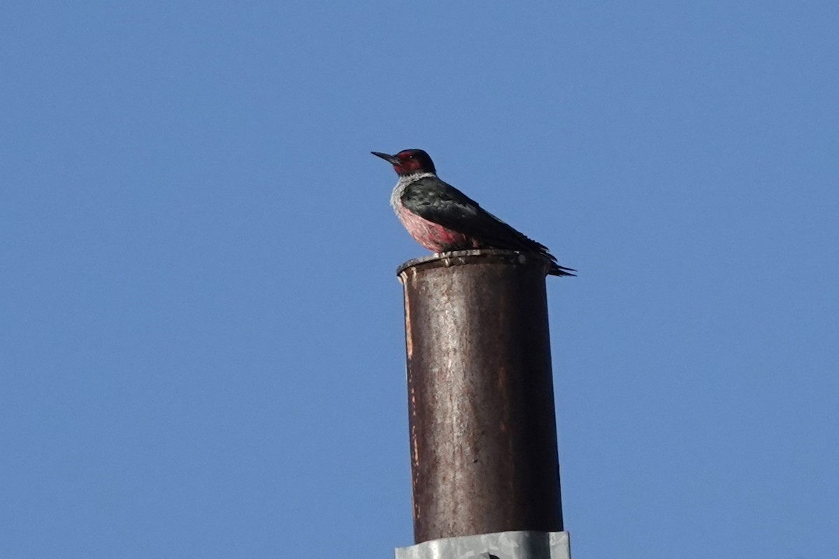 Гіла рожевочерева - ML647448698