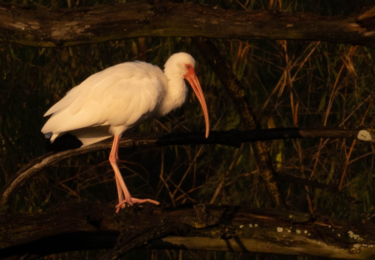 White Ibis - ML647448702