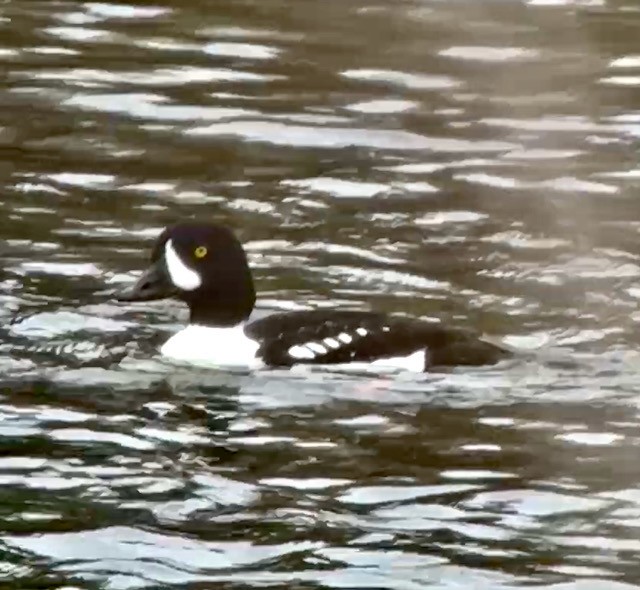 キタホオジロガモ - ML647448704