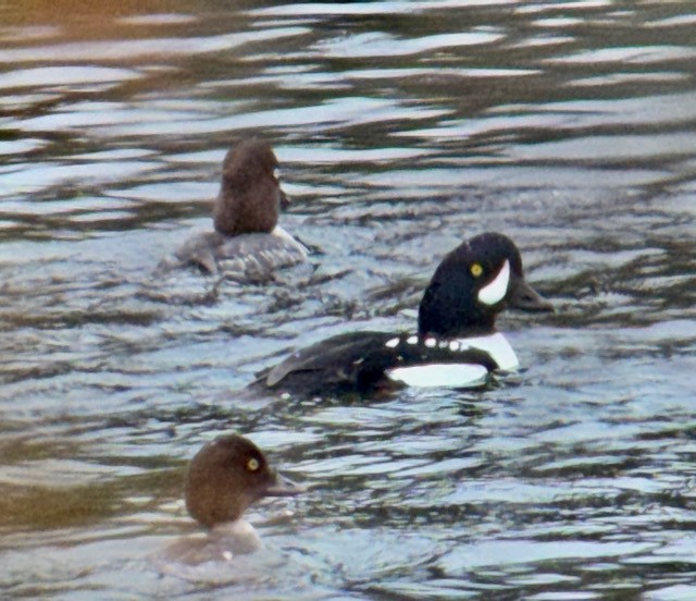 キタホオジロガモ - ML647448705