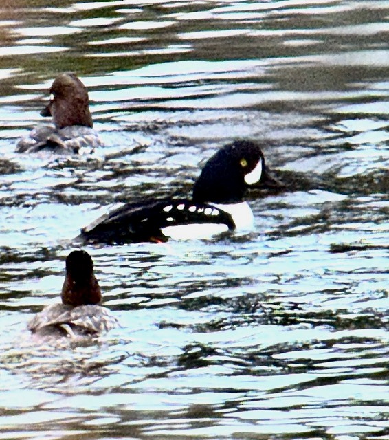 キタホオジロガモ - ML647448706