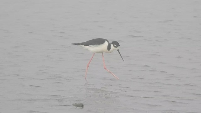 Black-necked Stilt (Black-necked) - ML647448710