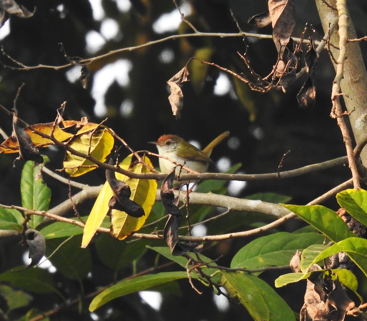 Common Tailorbird - ML647448720