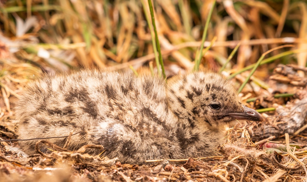 Gaviota Plateada Australiana - ML647448731