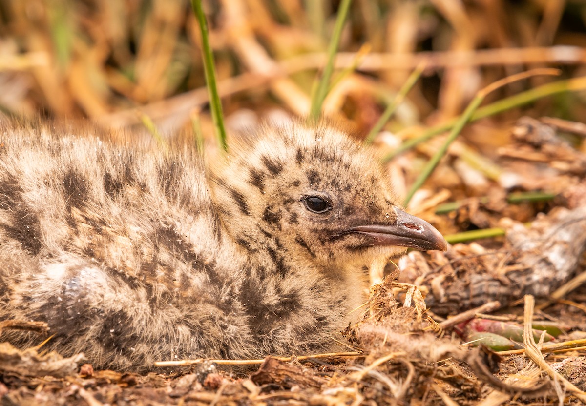 Gaviota Plateada Australiana - ML647448734
