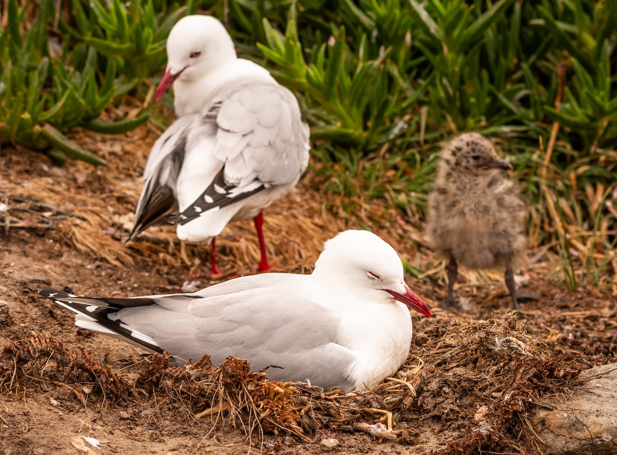 Gaviota Plateada Australiana - ML647448737
