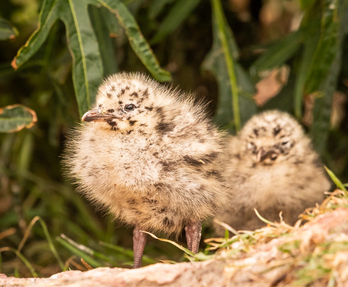 Gaviota Plateada Australiana - ML647448738