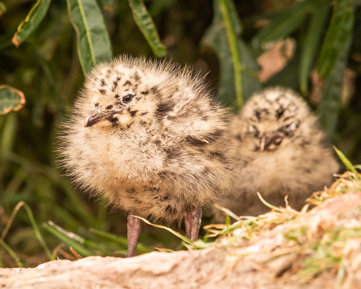 Gaviota Plateada Australiana - ML647448739