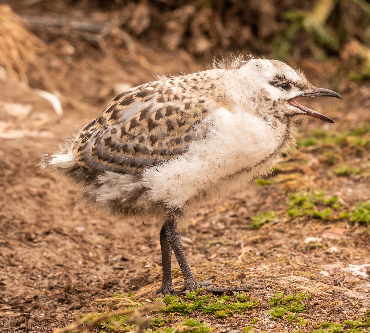 Gaviota Plateada Australiana - ML647448740