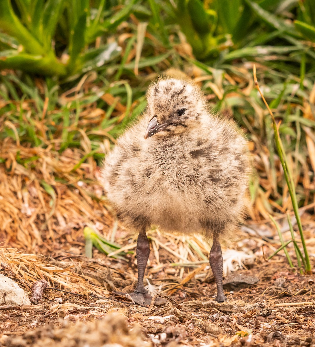 Gaviota Plateada Australiana - ML647448741