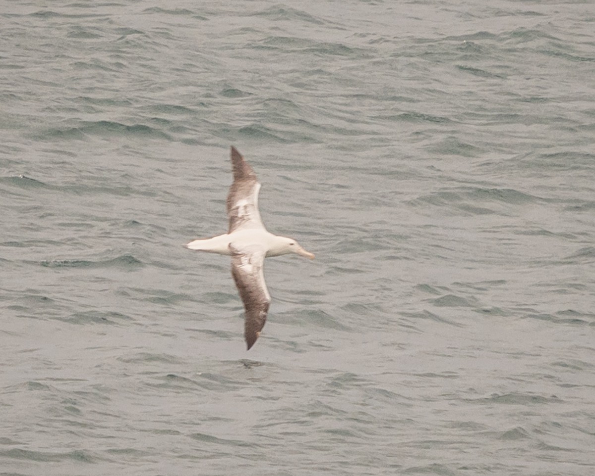 Albatros Real Meridional - ML647448748