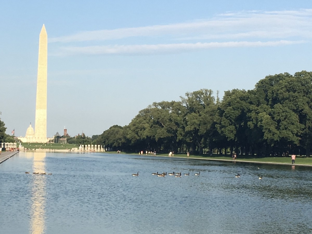 ברנטה קנדית - ML647448749