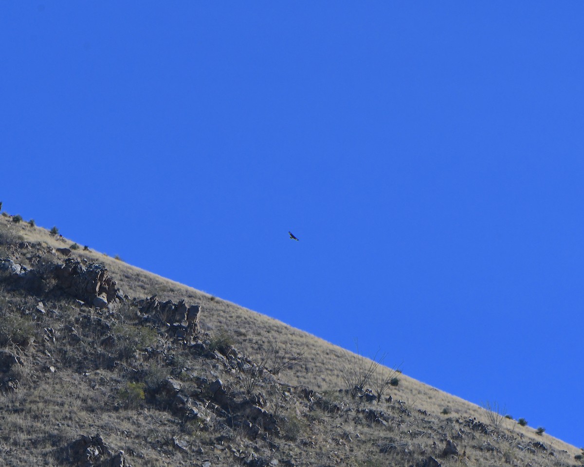 Águila Real - ML647448751