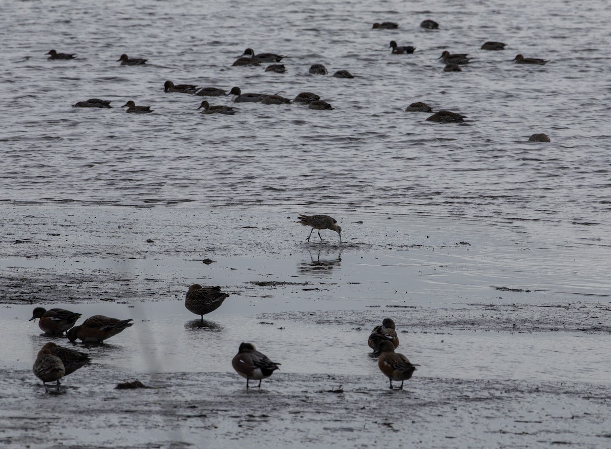 Zarapito Trinador Americano - ML647448754