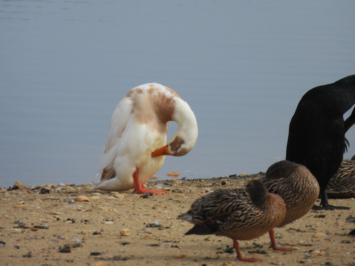 Ánade Azulón (variedad doméstica) - ML647448756
