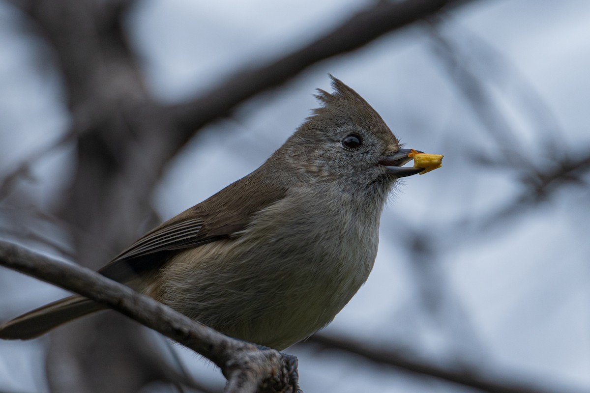 Herrerillo Unicolor - ML647448757