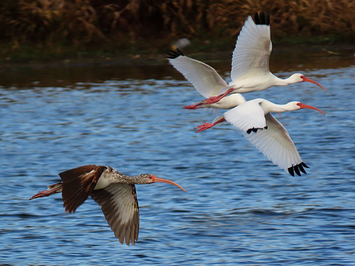 Corocoro Blanco - ML647448759