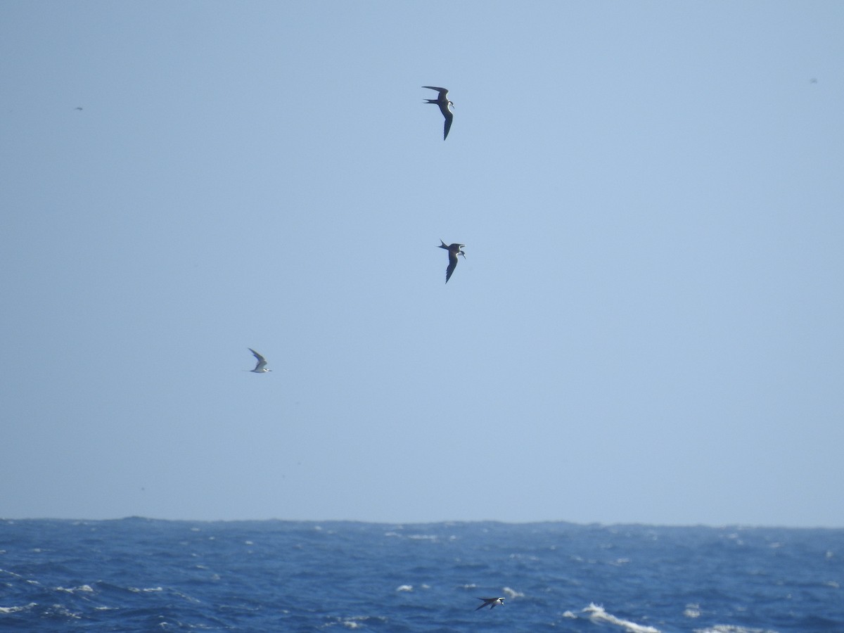 Charrán Sombrío - ML647448760