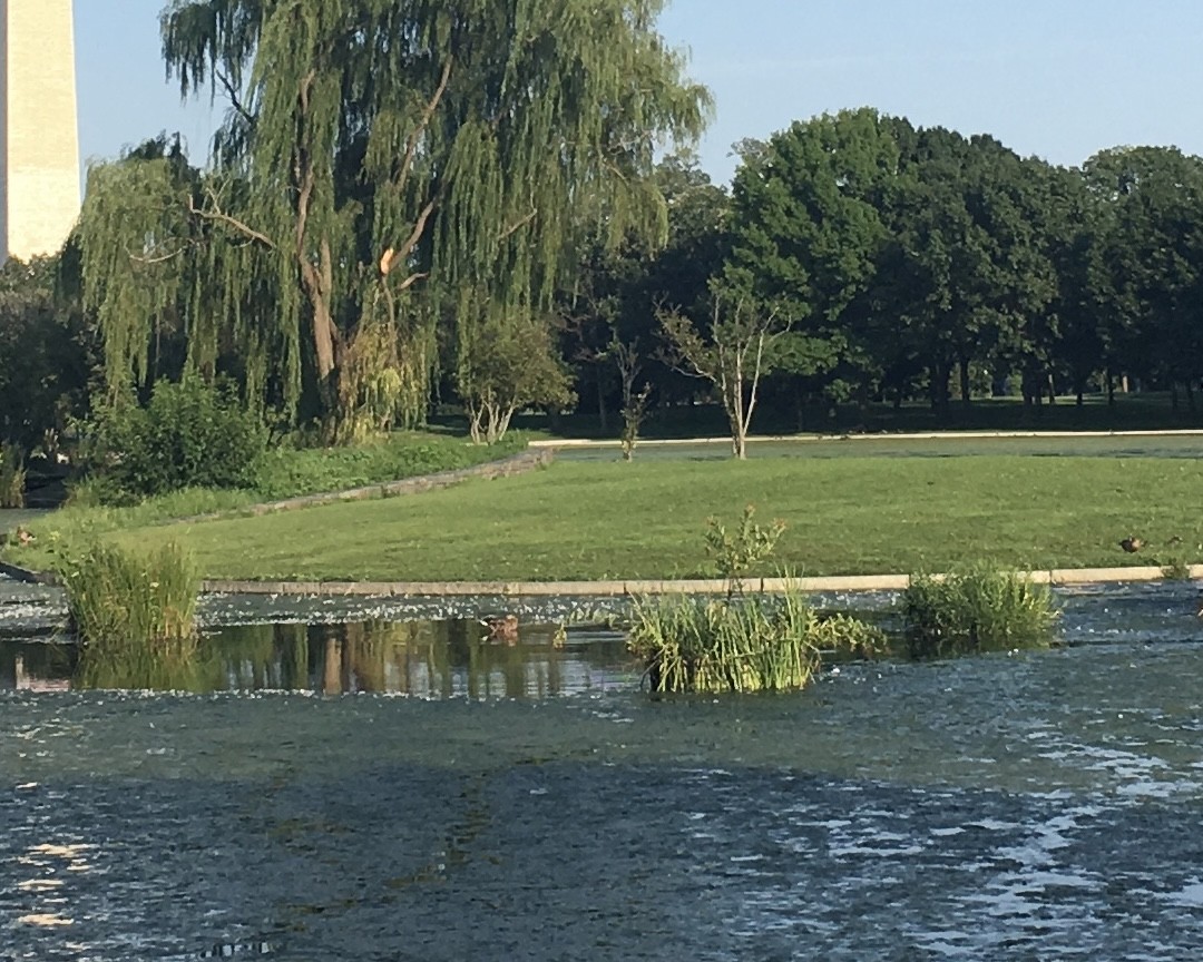 Pato sp. - ML647448761