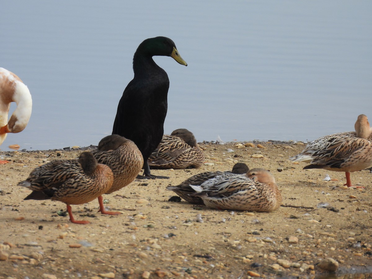 Ánade Azulón (variedad doméstica) - ML647448762