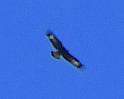 Águila Real - ML647448763