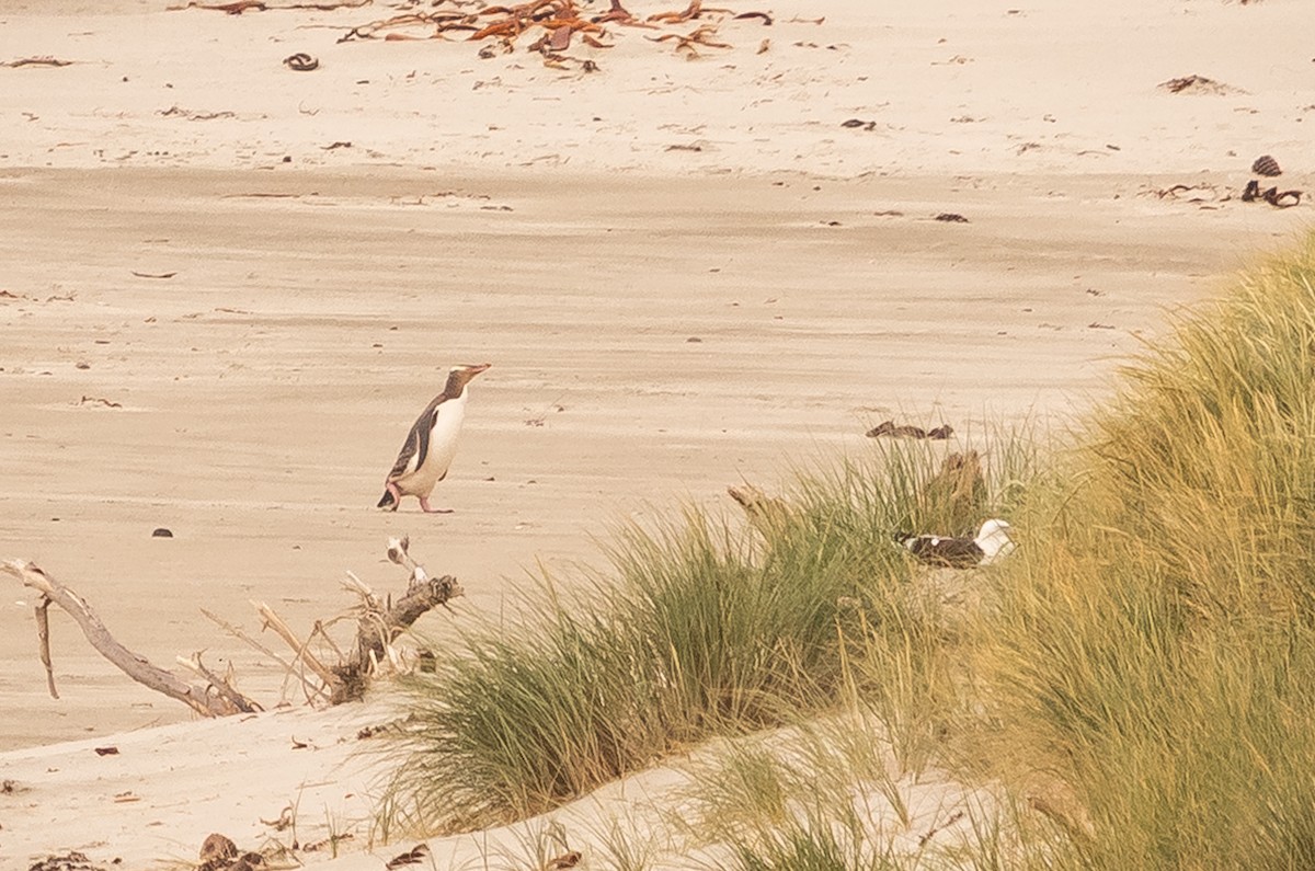 Pingüino Ojigualdo - ML647448765