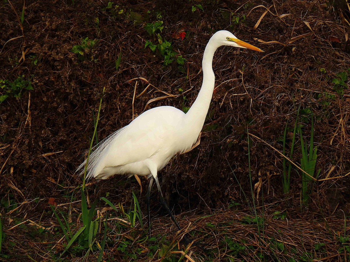 Garceta Grande - ML647448766