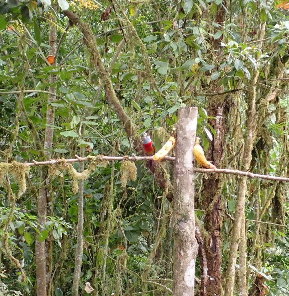 Cabezón Tucán - ML647448767