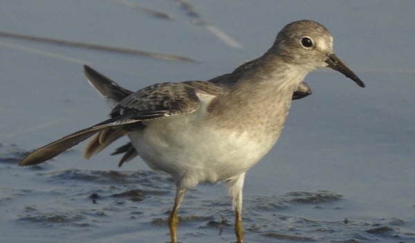 Correlimos de Temminck - ML647448778