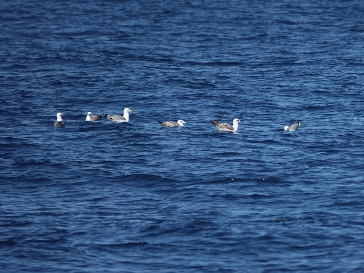 Gaviota Patiamarilla - ML647448780