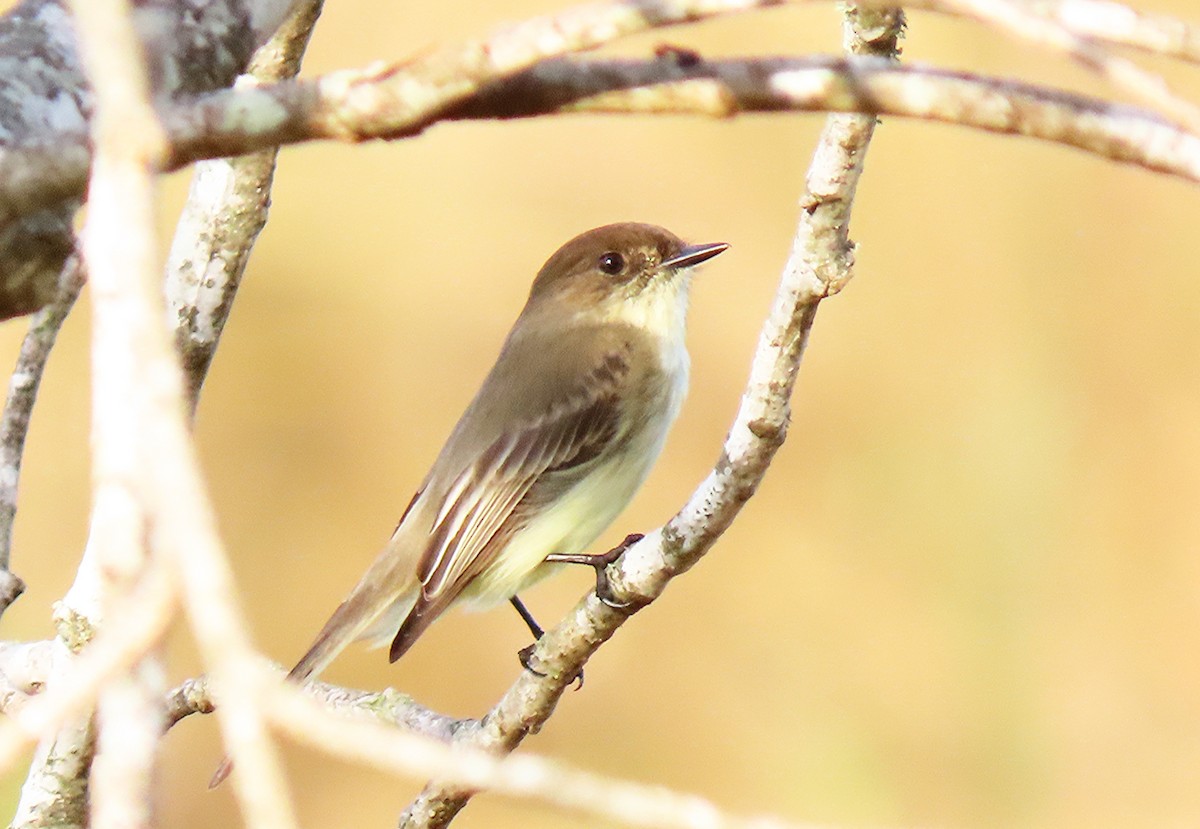 Mosquero Fibí - ML647448781