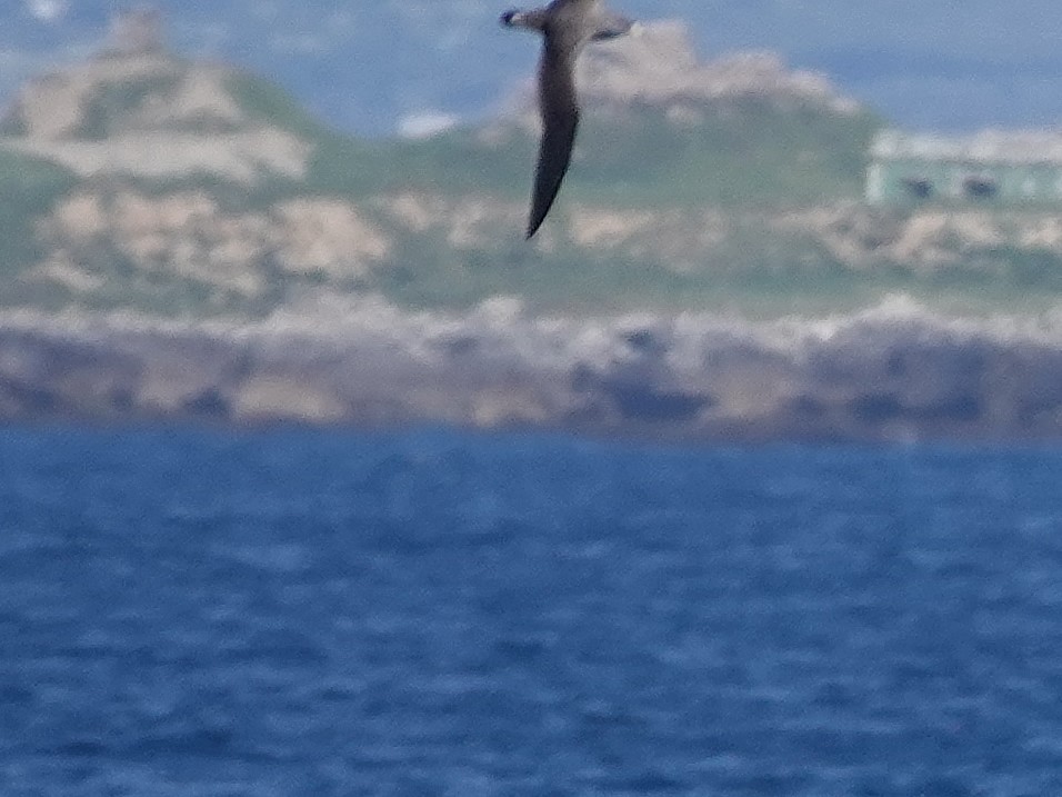 Pardela Cenicienta Mediterránea - ML647448783