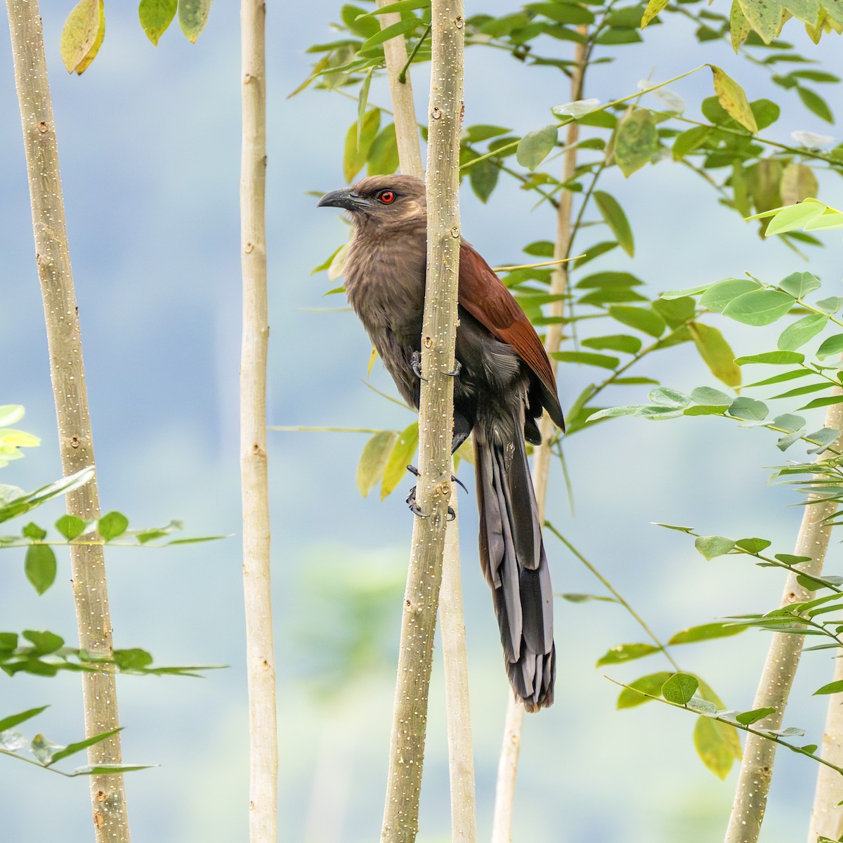 Cucal de las Andamán - ML647448785